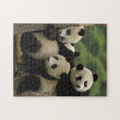 Puzzle Bébés de panda géant Ailuropoda melanoleuca) (Horizontal)