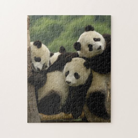 Puzzle Bébés de panda géant Ailuropoda melanoleuca) (Vertical)