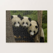 Puzzle Bébés panda géant Ailuropoda melanoleuca) (Horizontal)