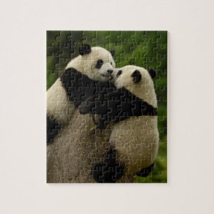 Puzzle Bébés pandas géants (Ailuropoda melanoleuca)