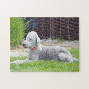 Puzzle Bedlington Terrier