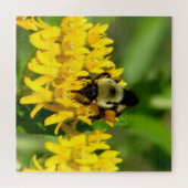 Puzzle Bee Feasting on Butterfly Weed Wildflowers (Horizontal)