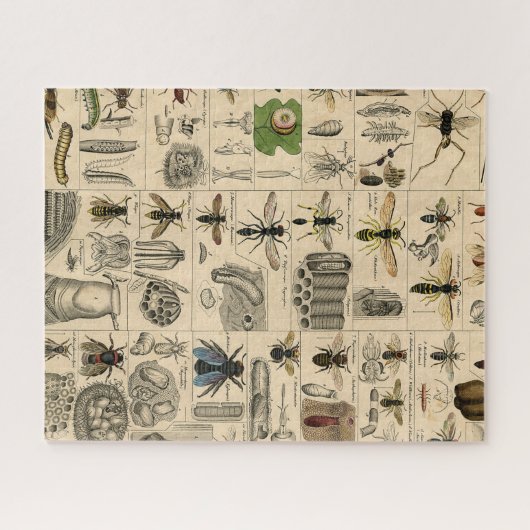 Puzzle Bee Insect Bug Wasp Natural History Bees (Horizontal)