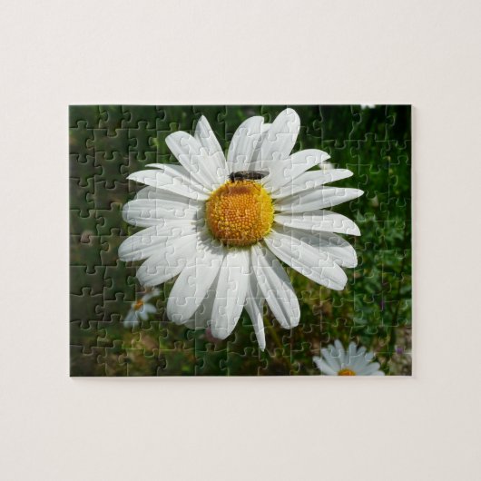 Puzzle Bee on Daisy Alaskan Summer Nature (Horizontal)
