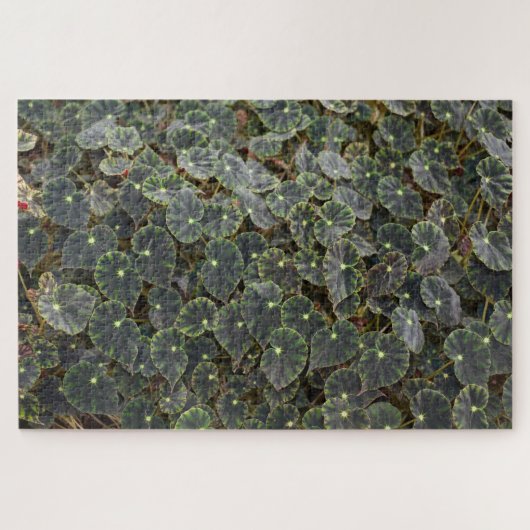 Puzzle Begonia bowerae Ziesenh. 'Étoile de Bethléem' (Horizontal)