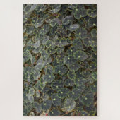 Puzzle Begonia bowerae Ziesenh. 'Étoile de Bethléem' (Vertical)