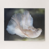Puzzle Belle Betta blanche Siamese Lutter Poisson (Horizontal)