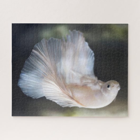 Puzzle Belle Betta blanche Siamese Lutter Poisson (Horizontal)