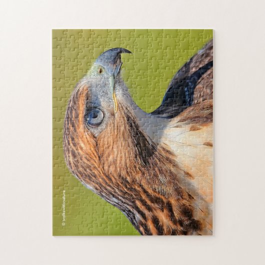 Puzzle Belle Buse à queue rousse (Vertical)