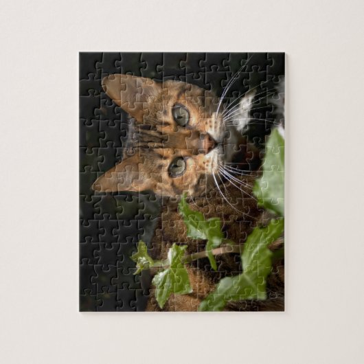 Puzzle Belle Chat Bengale (Vertical)