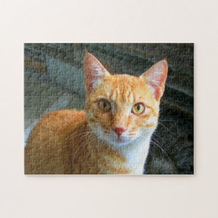 Puzzle Belle chatte de gingembre