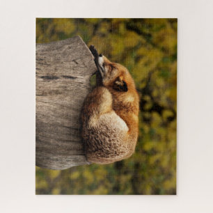 Puzzle Belle Fox dormant sur une souche d'arbre