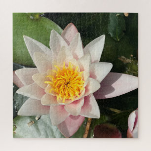 Puzzle Belle Lys D'Eau Rose Crémeuse, Blossom Lotus