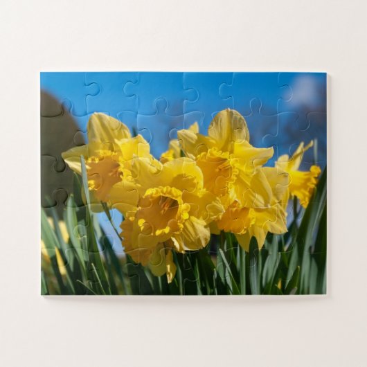 Puzzle Belles Daffodiles Jaunes (Horizontal)