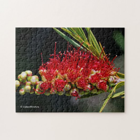 Puzzle Belles fleurs de brosse rouge (Horizontal)