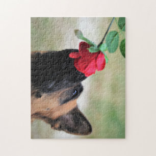 Puzzle Berger allemand avec Rose rouge