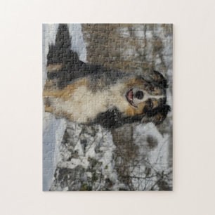 Puzzle Berger Américain Miniature Assis Dans La Neige