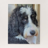 Puzzle Bernedoodle adorable (Vertical)