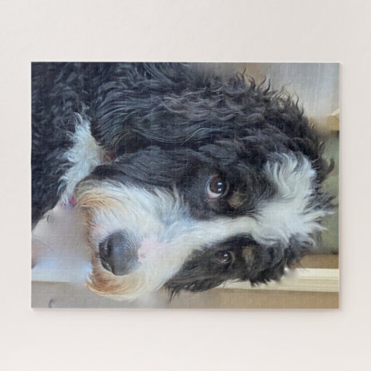 Puzzle Bernedoodle adorable (Horizontal)