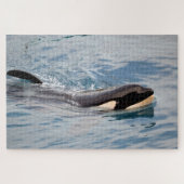 Puzzle Bétail tueur nageant (Horizontal)