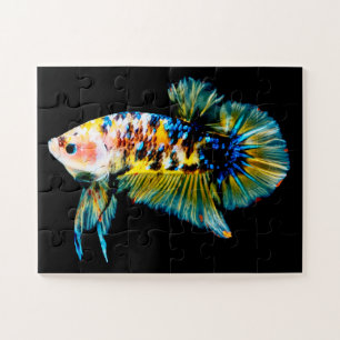 Puzzle Betta Fish Blue et Gold