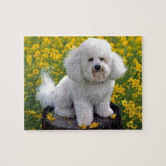 Puzzle Bichon Frise (Horizontal)