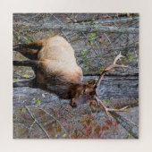 Puzzle Big Game Hunter - Bull Elk - 20x20 pouces (Horizontal)