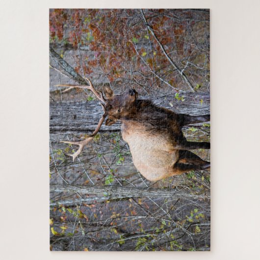 Puzzle Big Game Hunter - Bull Elk - 20x30 pouces (Vertical)