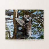 Puzzle Big Homme Australian Koala, (Horizontal)