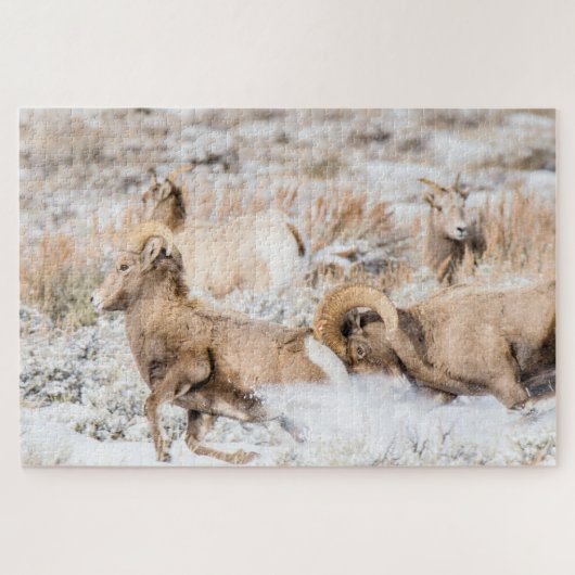 Puzzle Bighorn Sheep Battle (Horizontal)