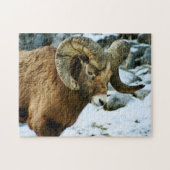 Puzzle Bighorn Sheep Ram (Horizontal)
