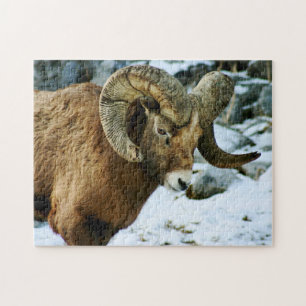 Puzzle Bighorn Sheep Ram