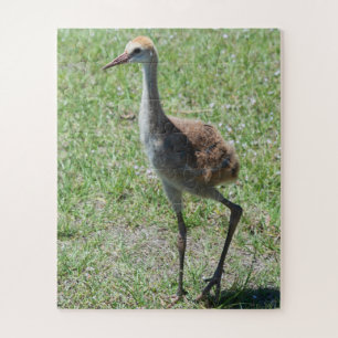 Puzzle Bird Nature Sandhill Crane Faune Photographie