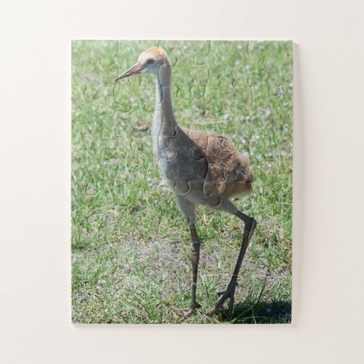 Puzzle Bird Sandhill Crane Faune Photographie Nature (Vertical)