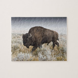 Puzzle Bison américain ou buffle