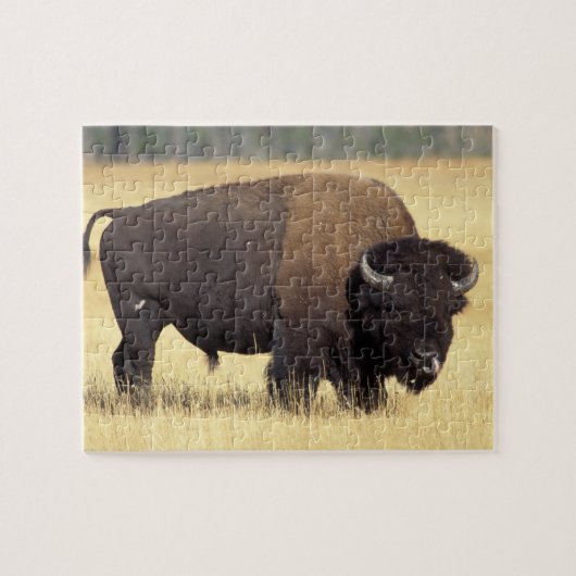 Puzzle Bison Bull à Yellowstone National (Horizontal)