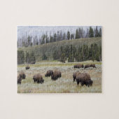 Puzzle Bison dans la vallée Hayden de Yellowstone (Horizontal)