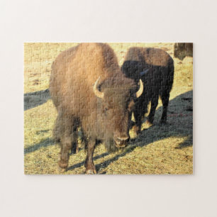 Puzzle Bison dans le Colorado