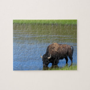 Puzzle Bison de Yellowstone qui boit dans le lac