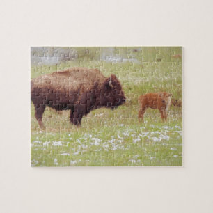 Puzzle Bison et veau à Yellowstone
