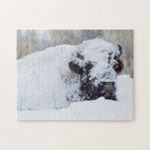 Puzzle Bison mâle, pelage d'hiver