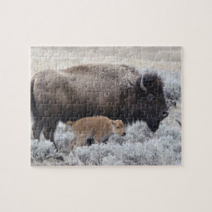 Puzzle Bison vache et veau, Yellowstone