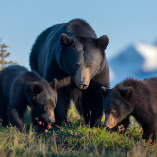 Puzzle Black Bear Mama et Baby Bear Cubs