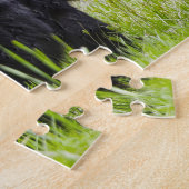 Puzzle Black Bears of America. (Côté)