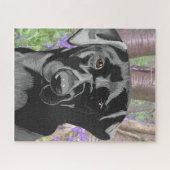 Puzzle Black Labrador dans un bois de Bluebell (Horizontal)