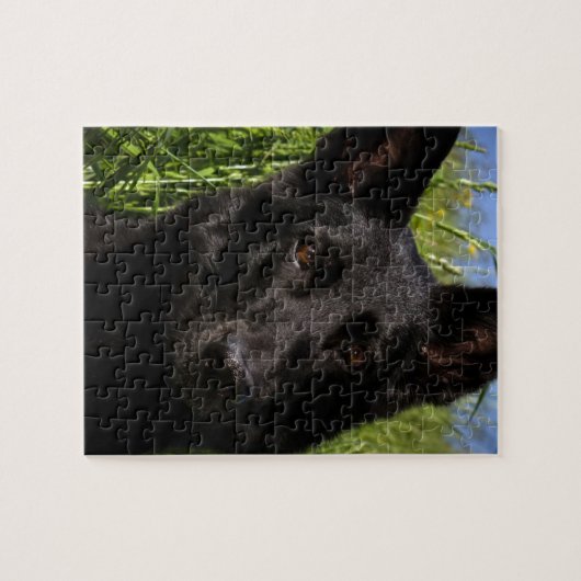 Puzzle black shepherd (Horizontal)