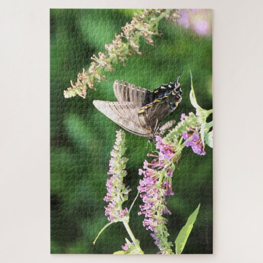 Puzzle Black Swallowtail (Vertical)