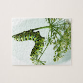 Puzzle Black Swallowtail Caterpillar eating parsley (Horizontal)