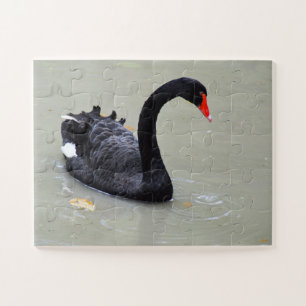 Puzzle Black swan