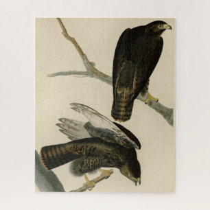 Puzzle Black Warrior (Buse à queue rouge) d'Audubon Birds